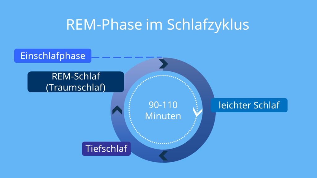 REM-Schlaf_Wordpress_REM-Phase-im-Schlafzyklus-1024x576.jpg